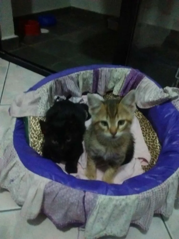 Gato ra a srd idade Abaixo de 2 meses nome Panterinha e Raj