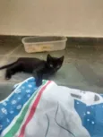 Panterinha e Raj