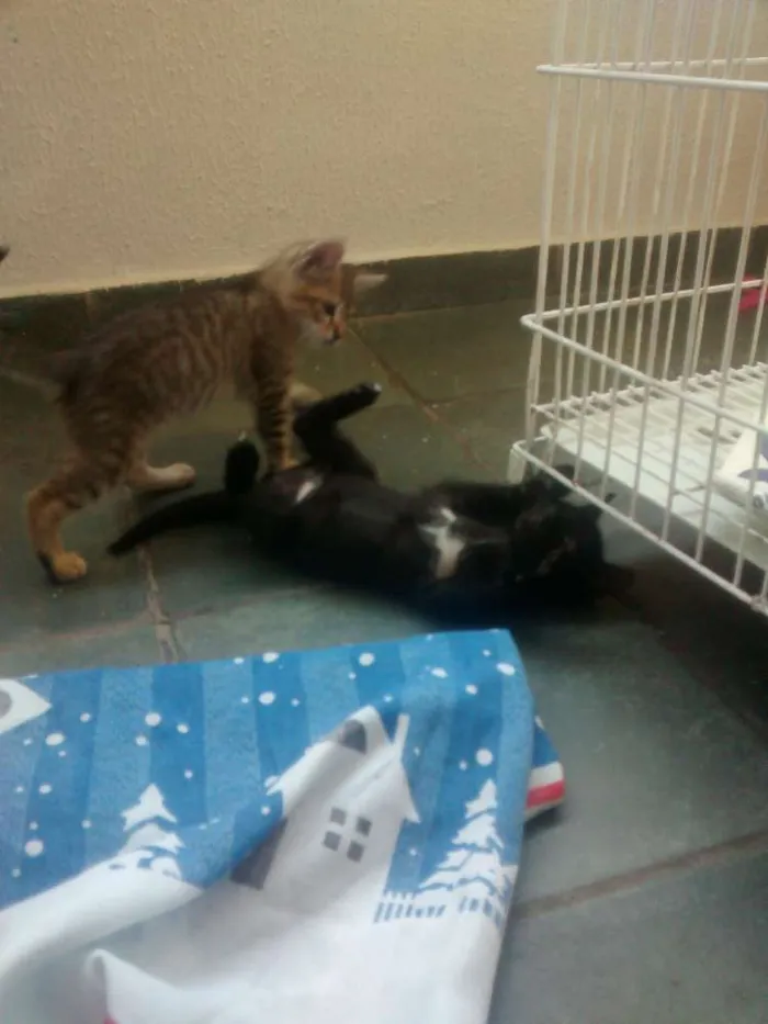 Gato ra a srd idade Abaixo de 2 meses nome Panterinha e Raj