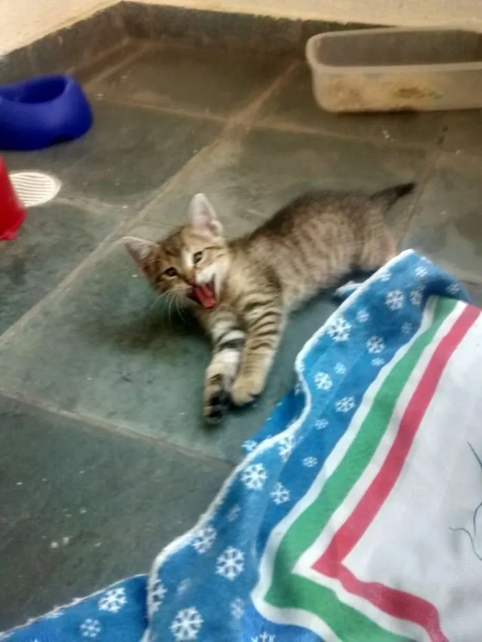 Gato ra a srd idade Abaixo de 2 meses nome Panterinha e Raj