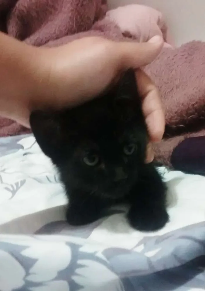 Gato ra a srd idade Abaixo de 2 meses nome Panterinha e Raj