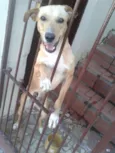 Junior