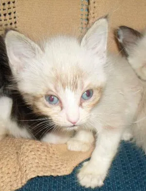 Gato raça Siamês idade 2 a 6 meses nome sem nome