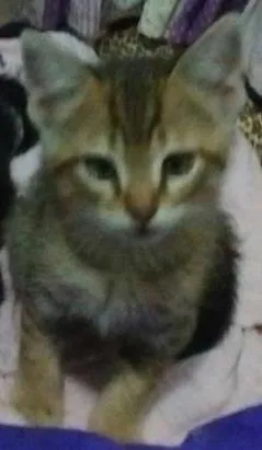 Gato raça srd idade Abaixo de 2 meses nome Panterinha e Raj