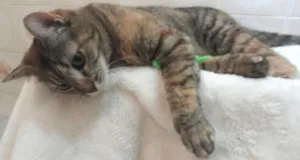 Gato raça SRD idade 1 ano nome Lauren