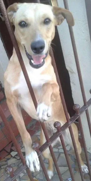 Cachorro raça Labrador idade 7 a 11 meses nome Junior