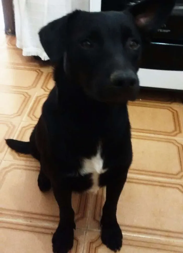 Cachorro ra a SRD idade 7 a 11 meses nome Ozzy Osbourne