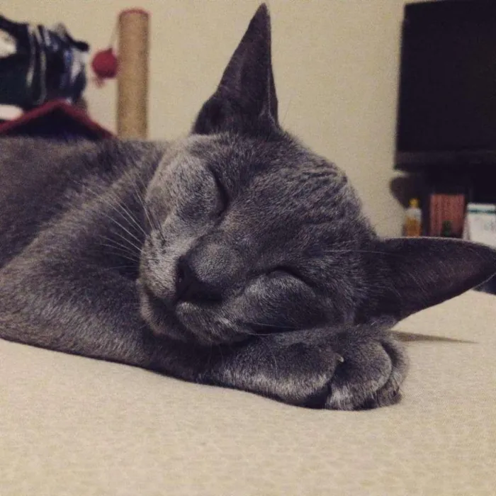 Gato raça korat idade 7 a 11 meses nome vivi