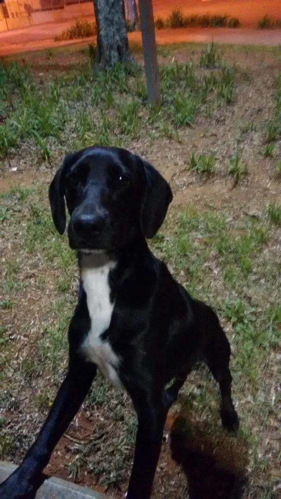 Cachorro ra a Srd idade 1 ano nome preto