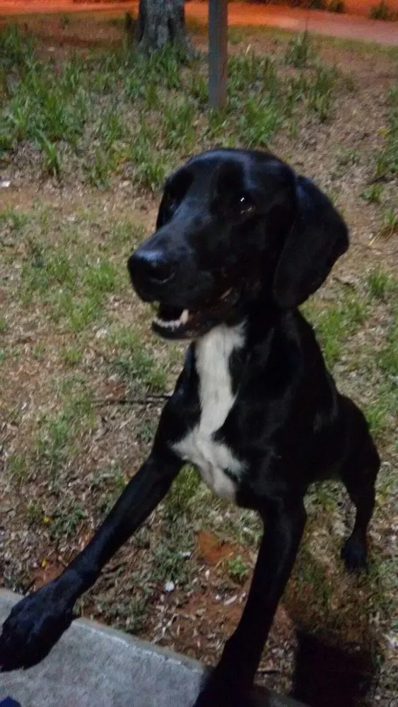 Cachorro ra a Srd idade 1 ano nome preto