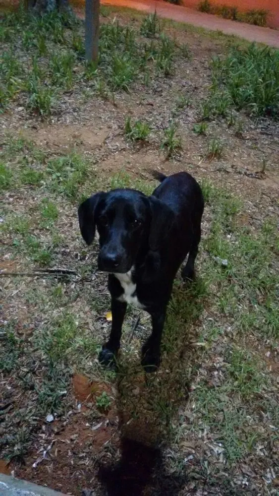 Cachorro ra a Srd idade 1 ano nome preto