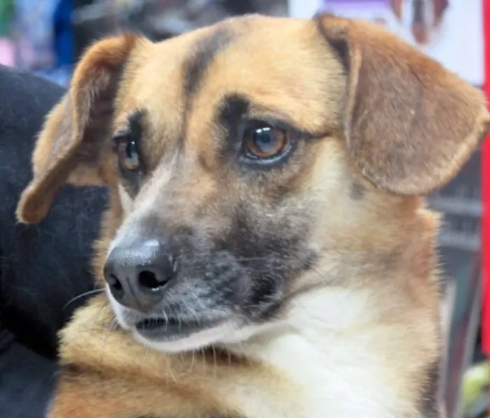 Cachorro ra a  idade 3 anos nome SUELLEN PEQUENA