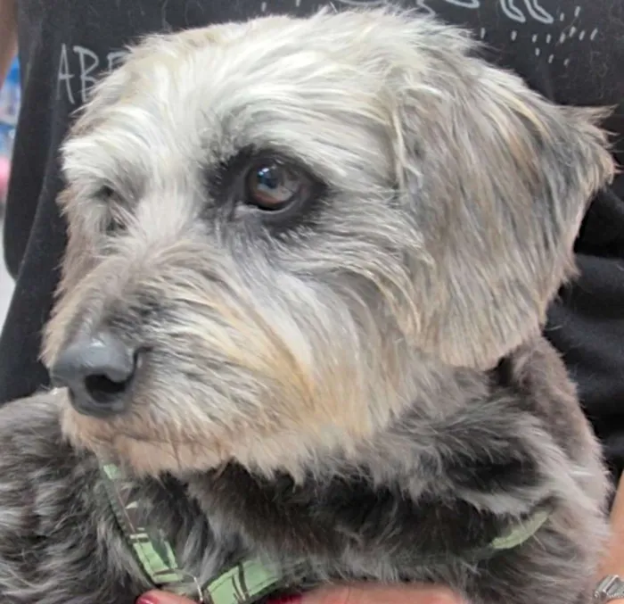 Cachorro ra a  idade 5 anos nome DUDU