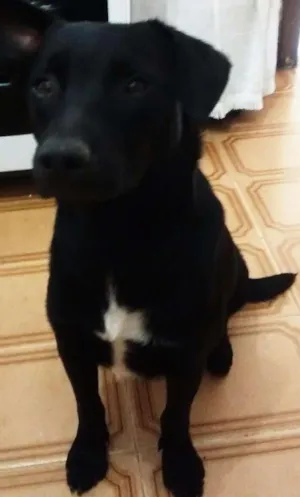 Cachorro raça SRD idade 7 a 11 meses nome Ozzy Osbourne