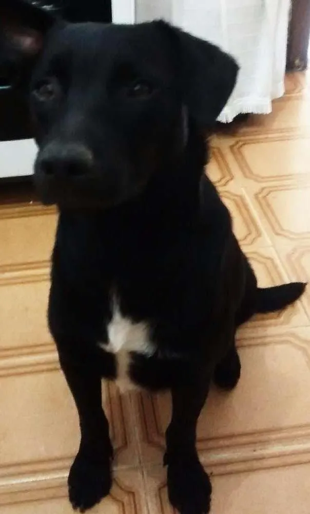 Cachorro ra a SRD idade 7 a 11 meses nome Ozzy Osbourne