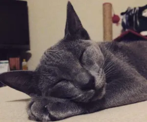 Gato raça korat idade 7 a 11 meses nome vivi