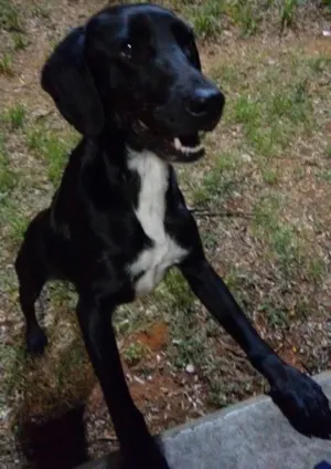Cachorro raça Srd idade 1 ano nome preto