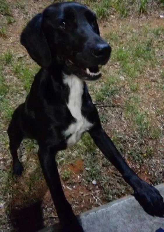 Cachorro ra a Srd idade 1 ano nome preto