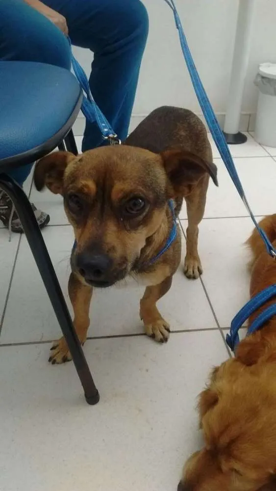 Cachorro ra a mix idade 1 ano nome Perry