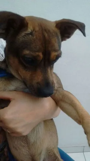Cachorro raça mix idade 1 ano nome Perry