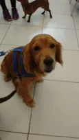 Alemão