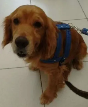 Cachorro raça cooker idade 1 ano nome Alemão