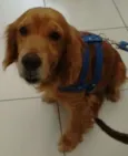 Alemão