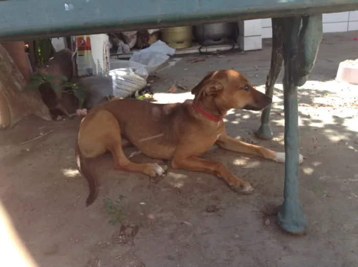 Cachorro raça SRD idade 2 a 6 meses nome Chanel