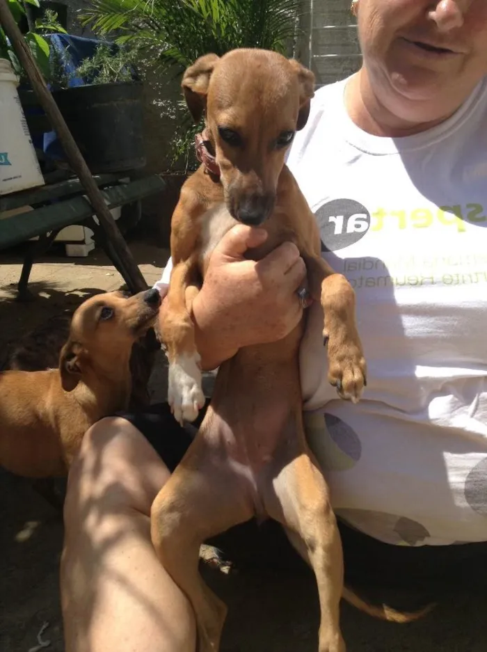 Cachorro raça SRD idade 2 a 6 meses nome Chanel