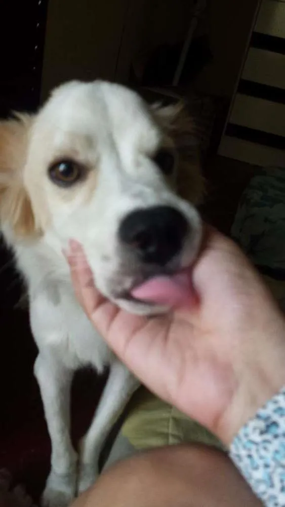 Cachorro ra a Vira-Lata idade 7 a 11 meses nome Théo