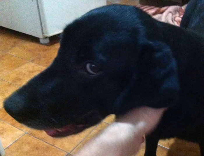 Cachorro ra a Indefinida idade 5 anos nome Thaila