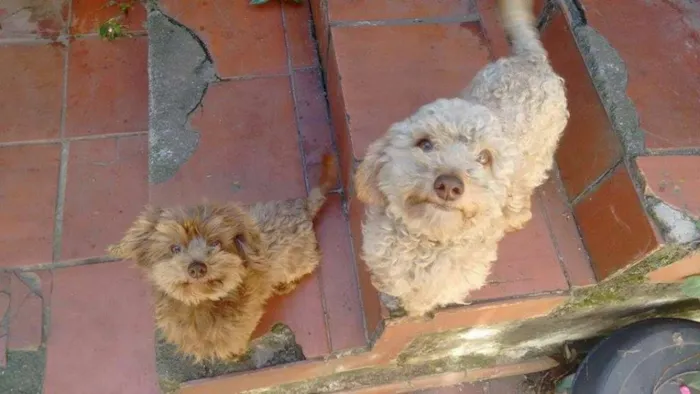 Cachorro ra a SRD idade 2 anos nome Jake e Windicksy 