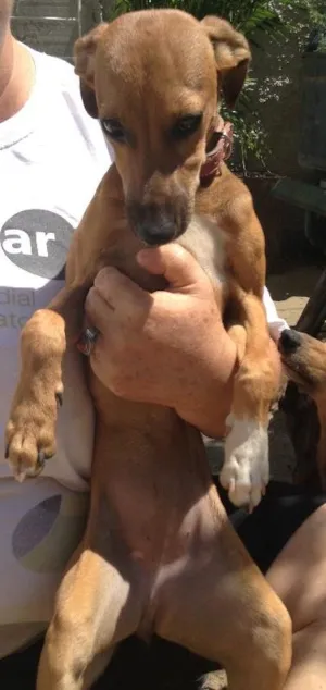 Cachorro raça SRD idade 2 a 6 meses nome Chanel