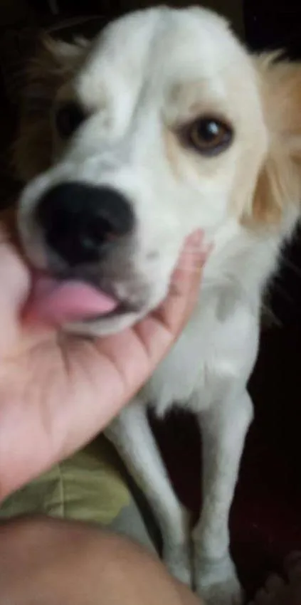 Cachorro ra a Vira-Lata idade 7 a 11 meses nome Théo