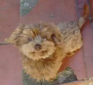 Cachorro raça SRD idade 2 anos nome Jake e Windicksy 