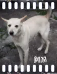 Din