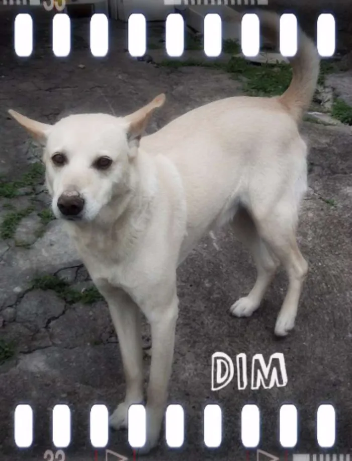 Cachorro ra a desconhecida idade 3 anos nome Din
