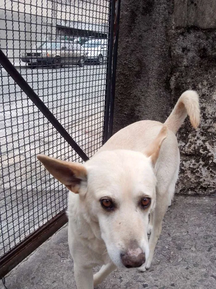 Cachorro ra a desconhecida idade 3 anos nome Din