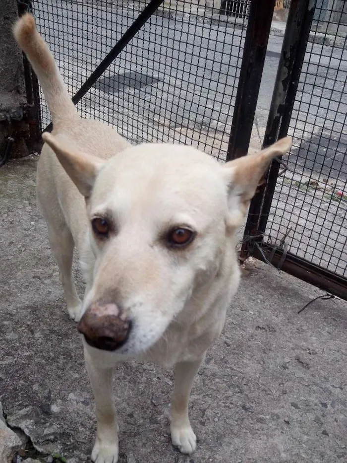 Cachorro ra a desconhecida idade 3 anos nome Din