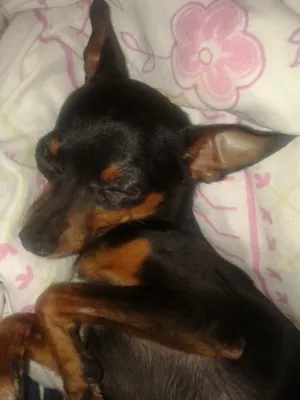 Cachorro raça Pinscher  idade 1 ano nome Bob