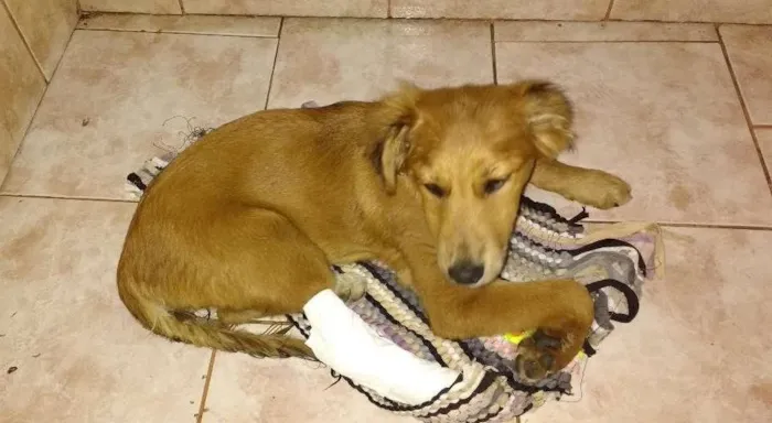 Cachorro ra a vira-latas idade 2 a 6 meses nome Perola