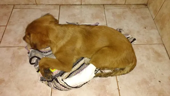 Cachorro ra a vira-latas idade 2 a 6 meses nome Perola