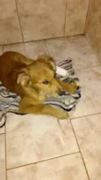 Perola