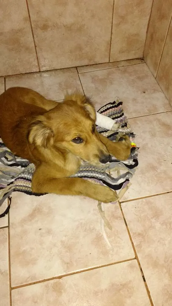 Cachorro ra a vira-latas idade 2 a 6 meses nome Perola