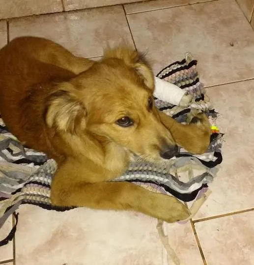 Cachorro ra a vira-latas idade 2 a 6 meses nome Perola