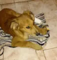 Perola