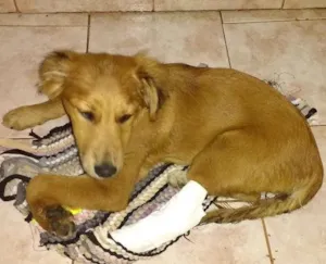 Cachorro raça vira-latas idade 2 a 6 meses nome Perola