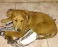 Perola