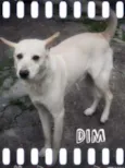 Din
