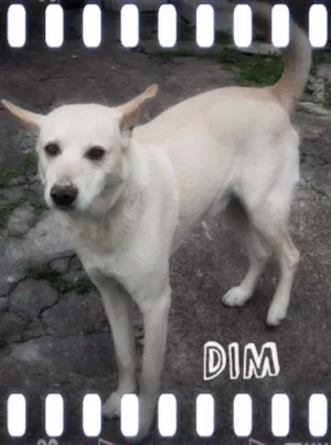 Cachorro raça desconhecida idade 3 anos nome Din